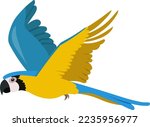 Colorful vector illustration of flying blue Ara parrot. Cartoon Ara ararauna isolated on white background. Illustration for kids.