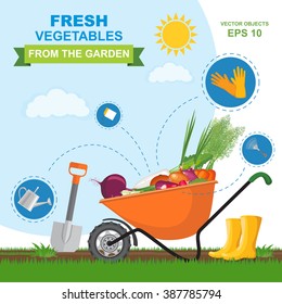 A colorful vector illustration of fresh, ripe, delicious vegetables from the garden in orange wheelbarrow. Icon set of different kind gardening tools and equipment