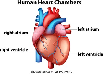 Ilustração vetorial colorida de câmaras cardíacas humanas com átrios e ventrículos marcados, destacando detalhes anatômicos e cores vibrantes