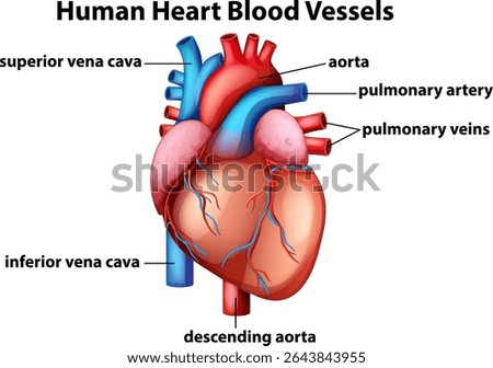Colorful vector illustration of human heart anatomy with labeled blood vessels, highlighting key structures in a realistic style