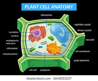 Colorful vector illustration of plant cell structure with labeled organelles, highlighting educational and scientific details