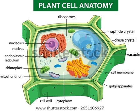 Colorful vector illustration of plant cell structure with labeled organelles, highlighting cellular components and functions in a clear layout