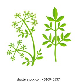 Colorful vector illustration of a poisonous plant with leaves and flowers, botanical layout, flat style, isolated on white background