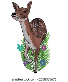 Colorful vector illustration ready to print: roe deer