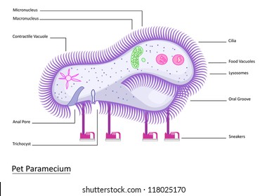 Colorful vector illustration of a single-celled Pet Paramecium with clearly labeled structures to make learning fun!  EPS 8 with no gradients or effects, all layers labeled for easy editing.