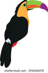Colorful vector illustration of a toucan seen from the back.