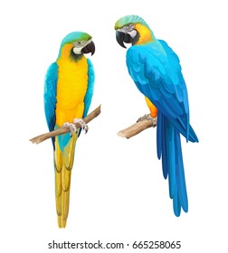 Colorful vector illustration of two blue parrots Ara. 