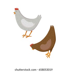 Colorful vector illustration of two detailed hens, white and brown, with bright red combs, standing, pecking. Isolated on white background.