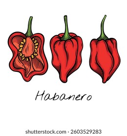 Colorful vector illustration of whole and sliced habanero peppers, highlighting their wrinkled texture and seeds. for food packaging, restaurant menus, and spicy ingredient brand