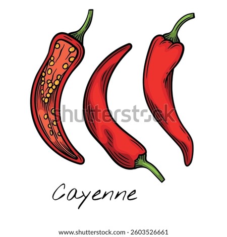 Colorful vector illustration of whole and sliced cayenne peppers. Perfect for food packaging, restaurant menus, and spicy ingredient branding.