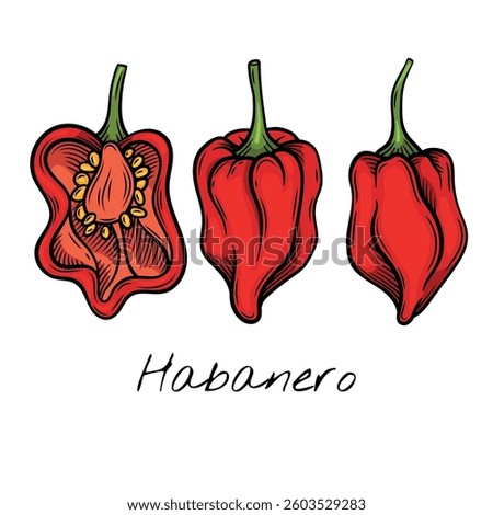 Colorful vector illustration of whole and sliced habanero peppers, highlighting their wrinkled texture and seeds. for food packaging, restaurant menus, and spicy ingredient brand