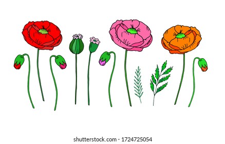 Colorful vector poppies set. Design for cards, invitations, covers, posters, stickers, paper and  fabric.