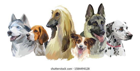 Colorful vector realistic illustration of dog breeds portraits:German Shepherd, Siberian Husky, Beagle, Afghan Hound, Dalmatian isolated on white background. Art for designe, banner and cards. 