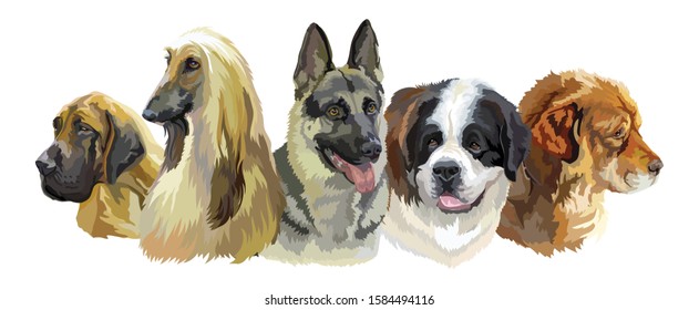 Colorful vector realistic illustration of large dog breeds portraits:German Shepherd, Great Dane, Caucasian Shepherd, Afghan Hound,St. Bernard isolated on white. Art for designe, banner and cards. 