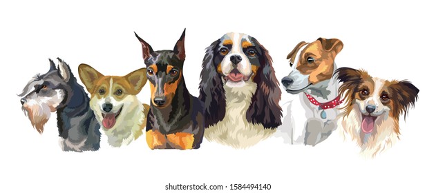 Colorful vector realistic illustration of small dog breeds portraits: jack rusel terrier; Miniature Pinscher; Welsh Corgi; Spaniel isolated on white background. Art for designe, banner and cards. 