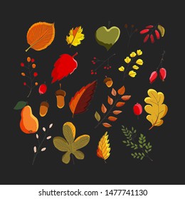 Colorful vector set of autumn leaves. Maples, oaks, chestnut trees and elms leaves, red berries and acorns. Hand drawn illustration.