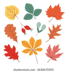 Colorful vector set of hand drawn autumn leaves and seeds in yellow, green, red and brown colors