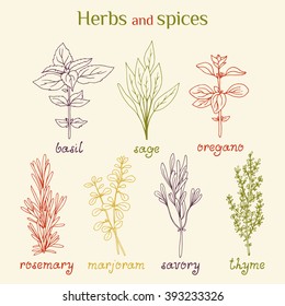 Colorful vector set with hand drawn herbs - rosemary, marjoram, oregano, basil, sage, savory, thyme. Culinary herbs collection
