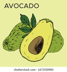 Farbige Vektorillustration-Skizze mit Avocado in grafischem Stil. Perfekt für die Gestaltung und Dekoration von gesunden Speisen.