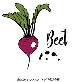 Colorful vector sketch of Beet with black blobs.  Eco Food