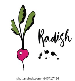 Colorful vector sketch of Radish with black blobs.  Eco Food