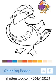 Colorful vector template and colorless contour illustration of a mandarin duck. Wild birds preschool kids coloring book illustrations and developmental activity.