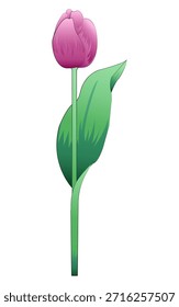 Un tulipán de Vector colorido con un relleno degradado, aislado sobre un fondo blanco. Esta flor de primavera presenta pétalos y hojas detallados, diseñados en un estilo plano moderno con suaves transiciones de color. Traje 