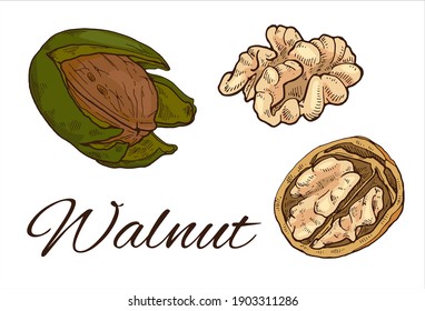 Colorful Walnut hand drawn set. Vintage sketch of nuts and kernels. Retro Walnut line art. Vector Illustration isolated on white background