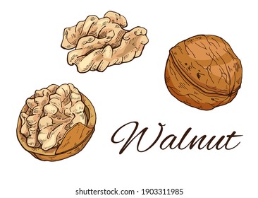 Colorful Walnut hand drawn set. Vintage sketch of nuts and kernels. Retro Walnut line art. Vector Illustration isolated on white background