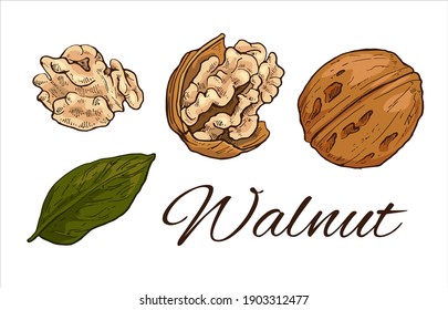 Colorful Walnut hand drawn set. Vintage sketch of leaf, nuts and kernels. Retro Walnut line art. Vector Illustration isolated on white background