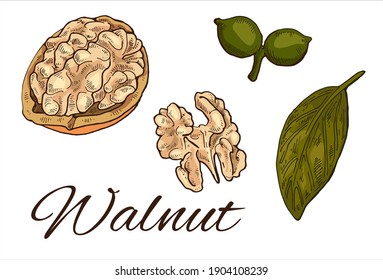 Colorful Walnut hand drawn set. Vintage sketch of buds, leaf, nuts and kernels. Retro Walnut line art. Vector Illustration isolated on white background