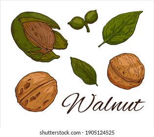 Colorful Walnut hand drawn set. Vintage sketch of leafs, nuts and kernels. Retro Walnut line art. Vector Illustration isolated on white background