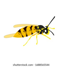 Colorful wasp vector icon isolated on white background. Flat style. Vector illustration of insect. 