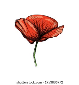 Colorful watercolor, Hand drawn sketch of blooming poppy flower on a white background. Poppy flower. Plants and flowers.	
