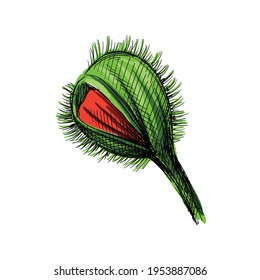Colorful watercolor, Hand drawn sketch of opening poppy bud on a white background. Poppy flower. Plants and flowers.	
