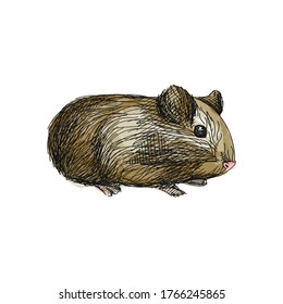 Colorful watercolor Hand-drawn sketch of domestic guinea pig on a white background. Domestic animal. Home pet.	