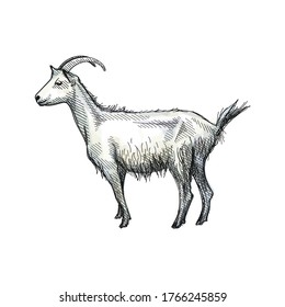 Colorful watercolor Hand-drawn sketch of goat on a white back ground. Farm animals. Livestock. Domestic animals.	
