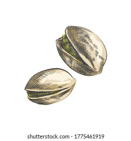 Colorful watercolor Hand-drawn sketch of nuts. Two open pistachios in shell