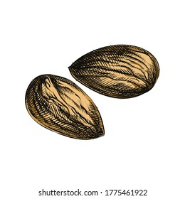 Colorful watercolor Hand-drawn sketch of nuts. Two peeled almonds 