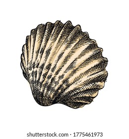 Colorful watercolor Hand-drawn sketch of Scallop seashell, Cockle Seashell