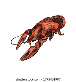 Colorful watercolor Hand-drawn sketch set of sea food.  Red lobster or spiny lobster. 