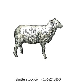 Colorful watercolor Hand-drawn sketch of sheep on a white back ground. Farm animals. Livestock. Domestic animals.	

