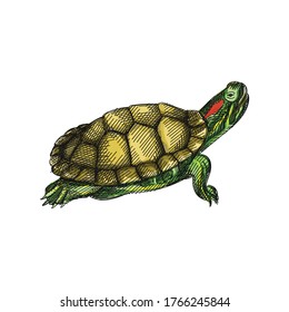 Colorful watercolor Hand-drawn sketch of a turtle on a white background. Domestic animal. Home pet. Domestic turtle. Domestic tortoise	
