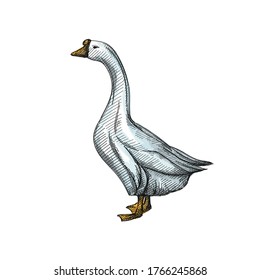 Colorful watercolor Hand-drawn sketch of white goose with long neck on a white back ground. Farm animals. Livestock. Domestic animals.	
