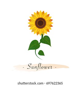 Colorful watercolor texture vector botanic garden flower sunflower