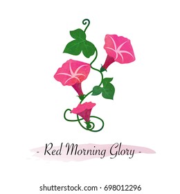Colorful watercolor texture vector botanic garden flower red morning glory