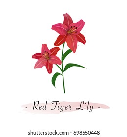 Colorful watercolor texture vector botanic garden flower red tiger lily