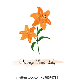 Colorful watercolor texture vector botanic garden flower orange tiger lily