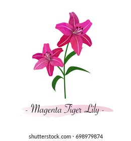 Colorful watercolor texture vector botanic garden flower magenta tiger lily