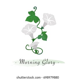 Colorful watercolor texture vector botanic garden flower white morning glory